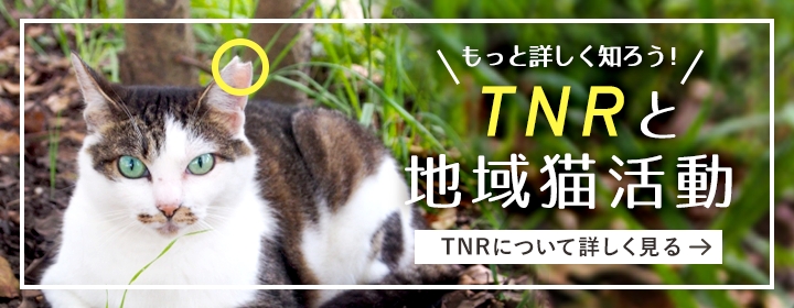 もっと詳しく知ろう！TNRと地域猫活動 TNRについて詳しく見る