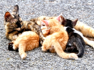 子猫と母猫の画像